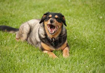 Kennel Cough and How to Prevent It