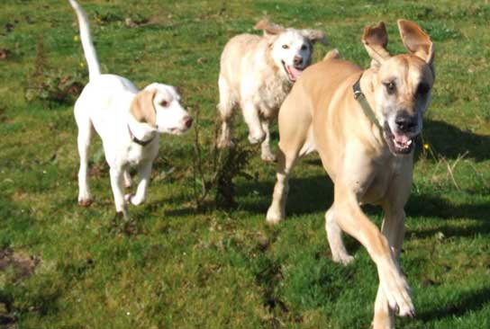 Doggie daycare Lancaster