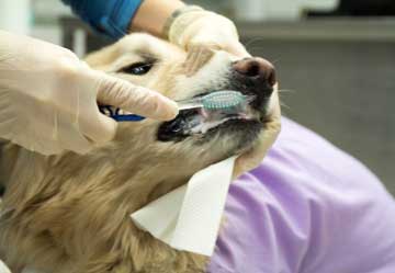 Looking after your pets teeth
