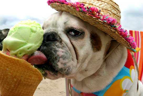 what not to feed your dog